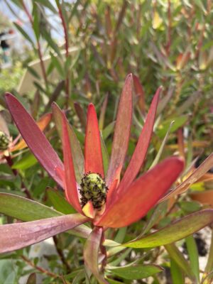 Leucadendron Loving Memories (3litre pot)