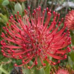 Leucospermum Ayoba Red CvD Mobile 1/10/2021