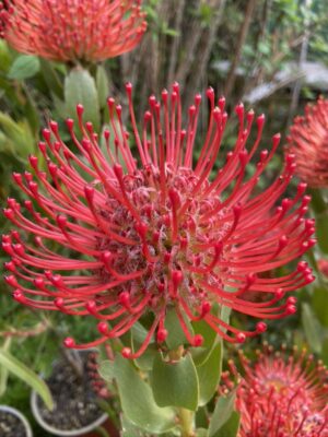 Leucospermum Ayoba Red CvD Mobile 1/10/2021