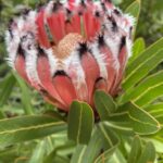 Protea nerifolia Silver Tips