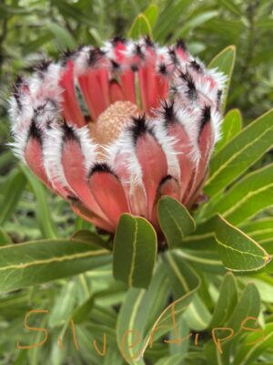 Protea nerifolia Silver Tips