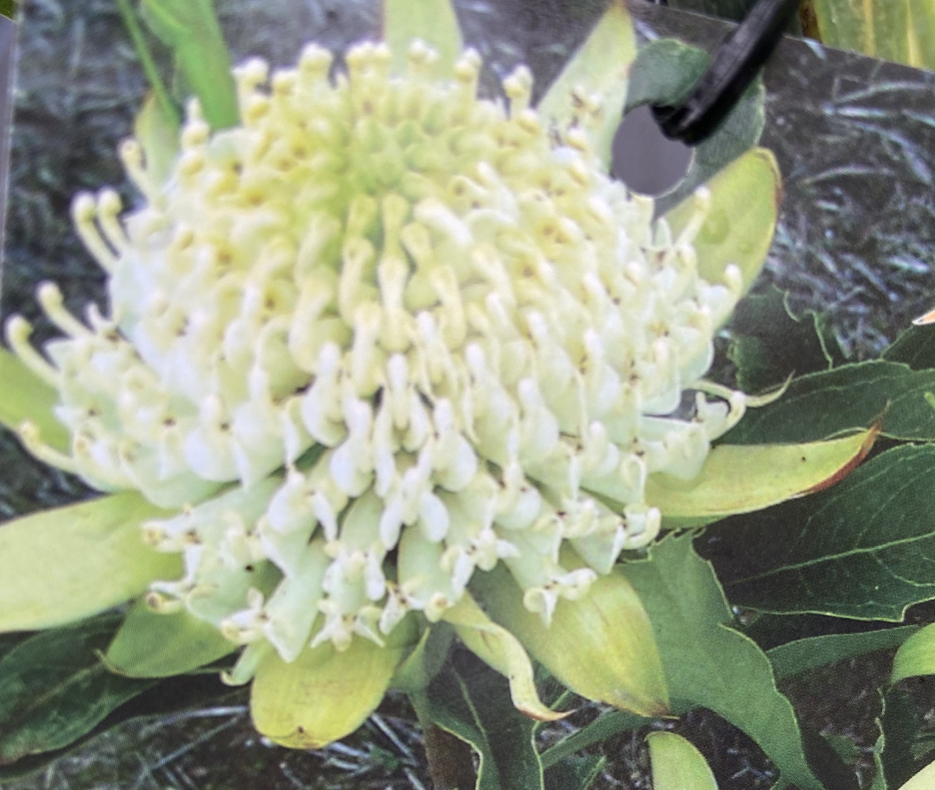 Telopea Wirrimba White Waratah Protea Patch