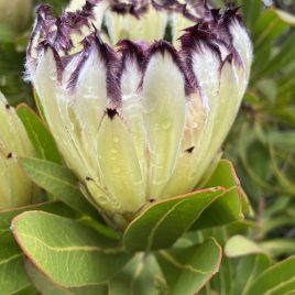 Protea Green Ice