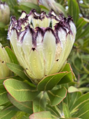Protea Green Ice