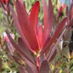 Leucadendron Safari Sunset (3.3 litre) - for floristry!