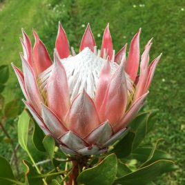 Protea Cynaroides ( Pink King ) 2.5litre pot