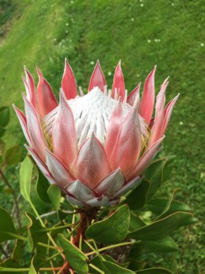 Protea Cynaroides ( Pink King ) 2.5litre pot