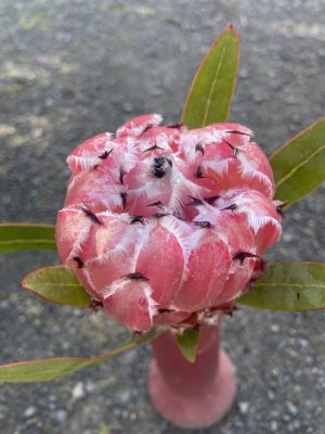 Protea Mayday
