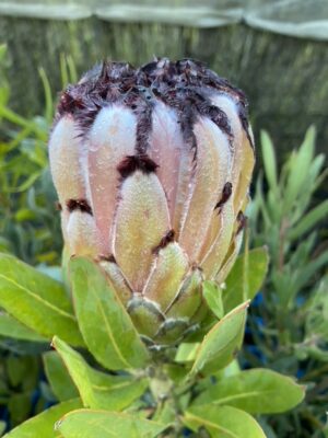 Protea Spotted Mink