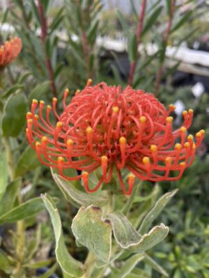 Leucospermum Flamespike CvD mob 8/9/24
