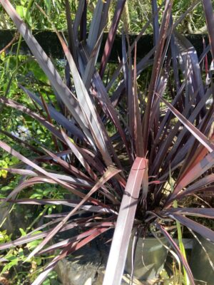 Phormium Black Rage (dwarf flax)