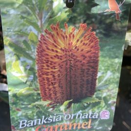 Banksia Ornata Caramel or Banksia Ornata Brown mob Feb 2025