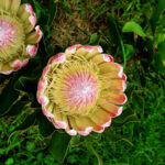 Protea Valentine - (AH19/5/2025)