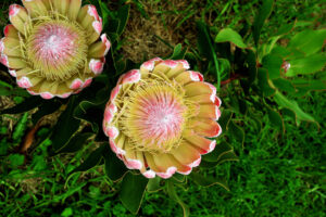 Protea Valentine - (AH19/5/2025)