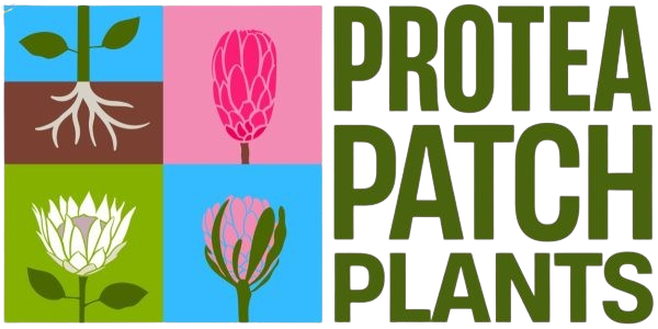 Protea Patch Plants