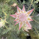 Serruria Peppermint Star mob CvD 30/8/25