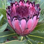 Protea Fiery Sunset August 2025 cvd mob